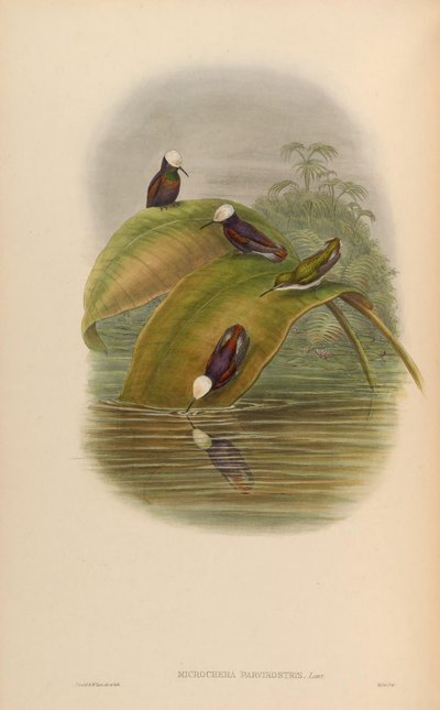 Microchera parvirostris = Microchera albocoronata parvirostris de John Gould
